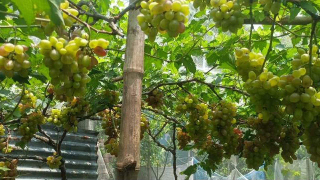 বরেন্দ্রর রুক্ষ মাটিতে ফলছে মিষ্টি আঙ্গুর বাণিজ্যিকভাবে চাষের নতুন সম্ভাবনা