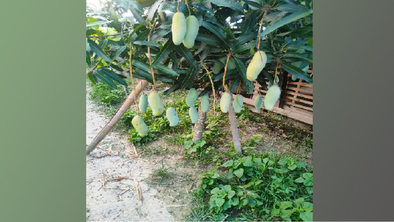 গাছে পাকা দেশি আমের ঘ্রাণেই বাংলার গ্রীষ্মের আসল স্বাদ