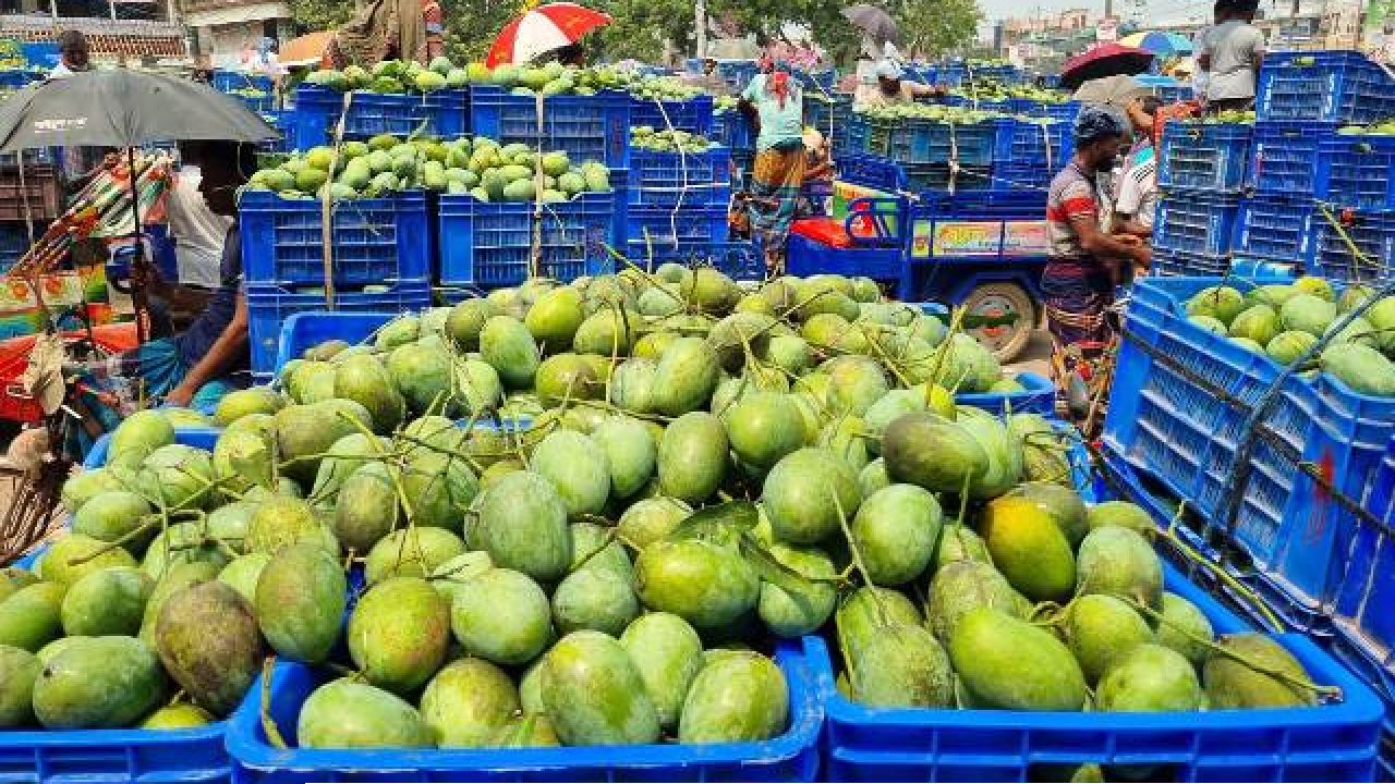 সাপাহারে আমের দাম কম, চাষিদের মুখে হাসি নেই