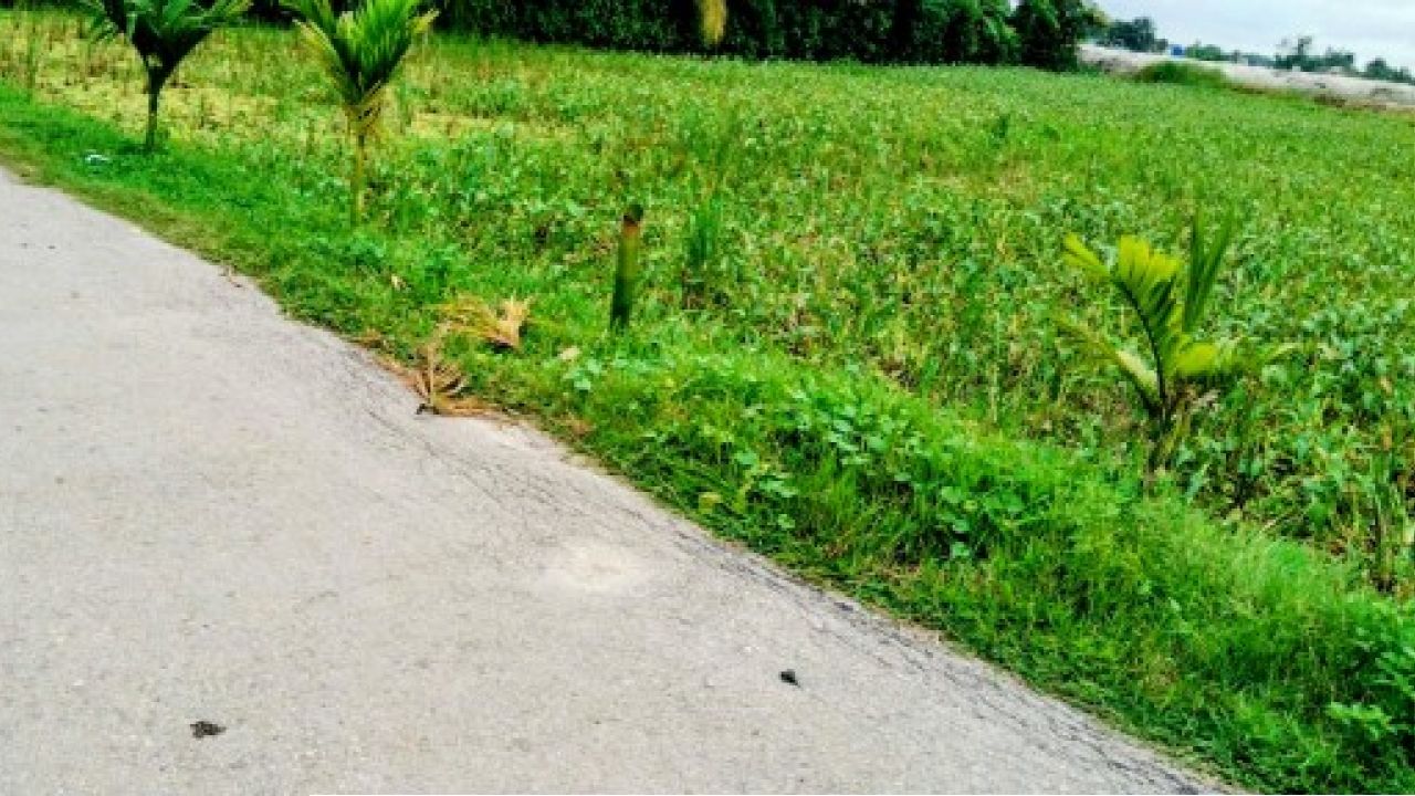 রূপগঞ্জে সামাজিক উদ্যোগে রোপণ করা সুপারি গাছ কাটার অভিযোগ