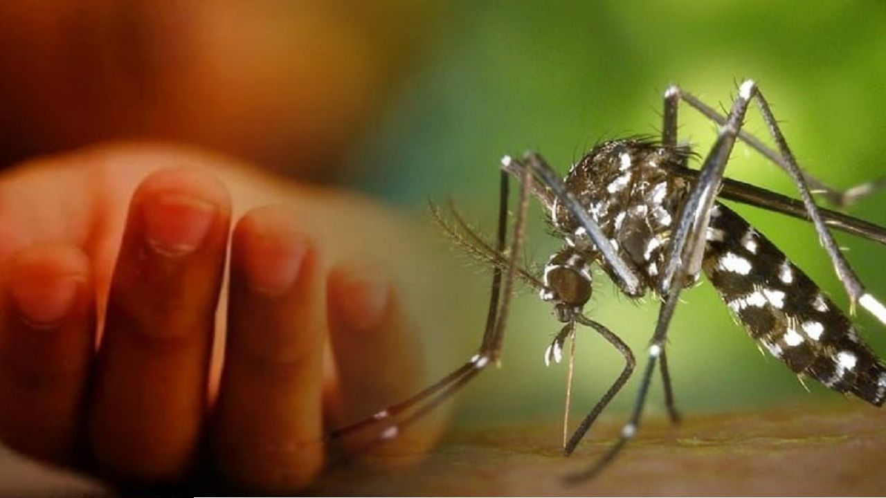 দেশে ডেঙ্গুতে ৩ জনের মৃত্যু