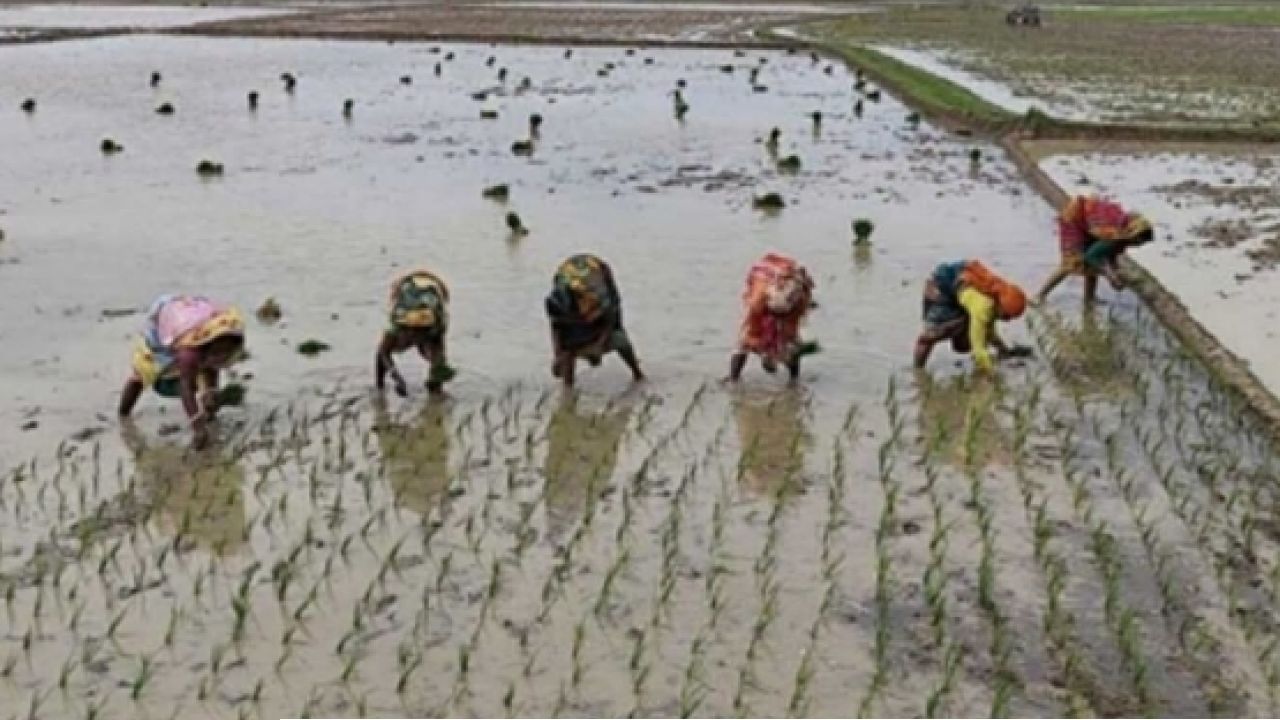 তানোরে কোমর বেধে চলছে রোপা আমন ধান রোপনের কাজ